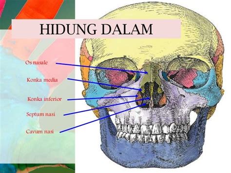 Gambar Hipertrofi Konka Penyebab Rinitis Alergi Septum Deviasi Gambar