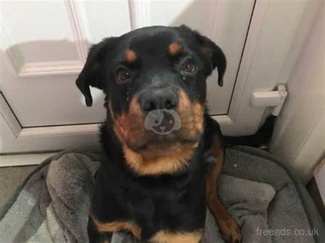 6 Month Old Male Rottweiler For Sale In Bradford On Freeads