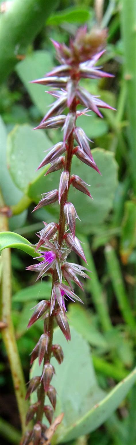 Achyranthes Aspera L Plants Of The World Online Kew Science