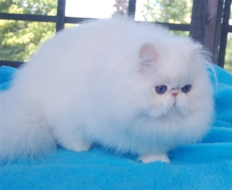 Blue Eyed White Persian Male Ch Nymews Zamboni On Ice