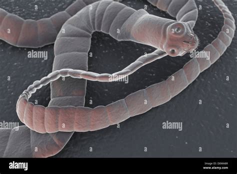 Un Cestodo Un Parásito Lombriz Solitaria Fotografía De Stock Alamy