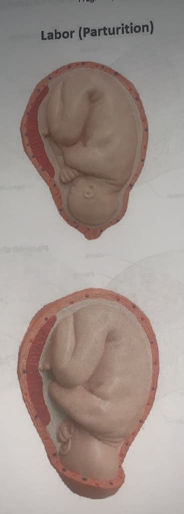 Anatomy Lab Diagram Quizlet