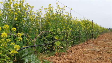 Cest le moment de penser à couvrir vos sols pensez à lenherbement