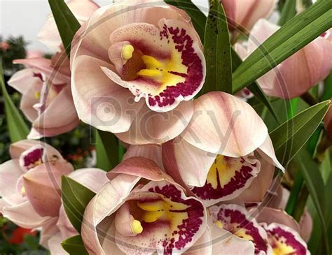 Image Of Selective Focus View Of Yellow Cymbidium Orchids Boat Orchid