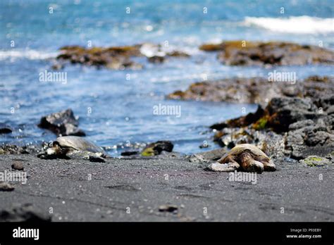 Hawaiian Green Turtles Relaxing At Punaluu Black Sand Beach On The Big