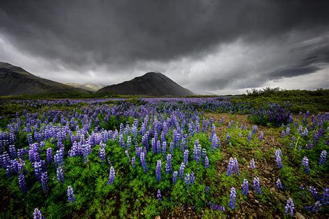 Lupin Flower. Photograph by Kevin Xu - Fine Art America