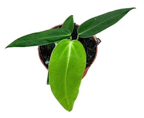 Anthurium Warocqueanum X Waterburyanum Plant Wholesale Floraccess