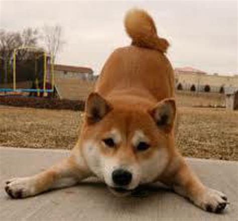 21 Reasons Why Shiba Inus Are The Best Dogs Ever