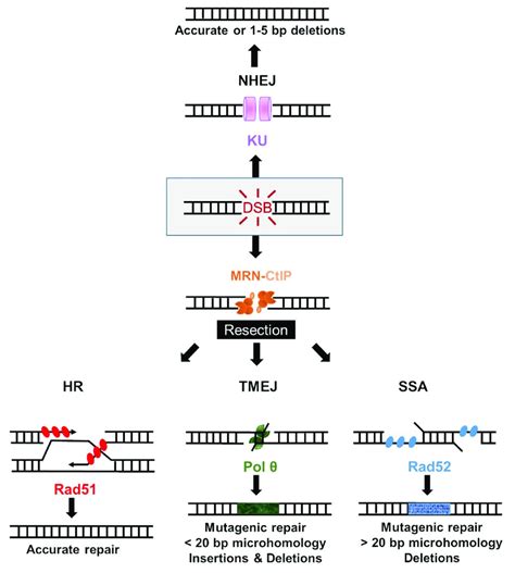 Major Double Strand Break Dsb Repair Pathways In Human Cells Dsbs In