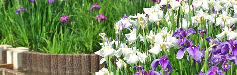 Japanese Iris Growing Guide Garden Express Online Nursery