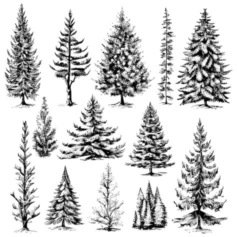 Vecteurs et illustrations de Dessin sapin noir blanc en téléchargement