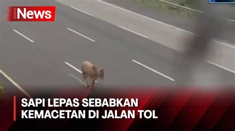 Waduh Sapi Kurban Mengamuk Dan Lepas Di Jalan Tol Jagorawi Inews