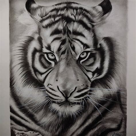 How To Draw A Realistic Tiger