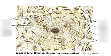 Osteon Diagram Diagram Quizlet