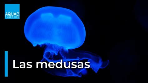 Medusas especies que conquistan las costas Fundación Aquae