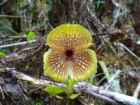 Telipogon Hausmannianus INaturalist