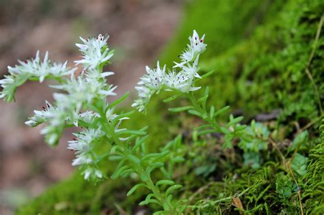 Wild Stonecrop Virginia Wildflowers