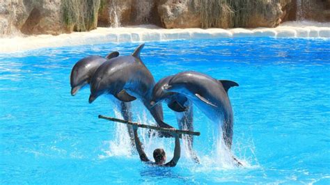 Dolphin-tastic Names | A Guide to the Cutest and Most Famous Dolphin Names - EXOtella