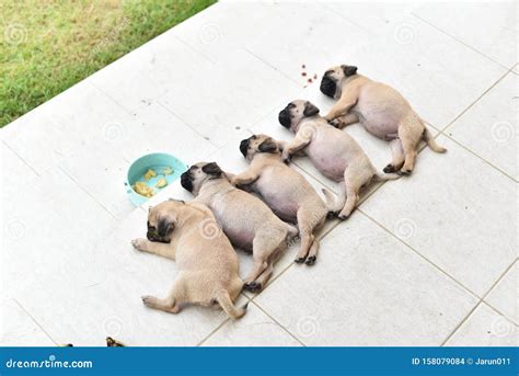 Sleeping puppy Pug stock photo. Image of eating, progress - 158079084