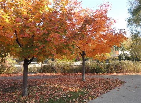 N.C. Tree City USA working hard to preserve city trees | Morning Ag Clips