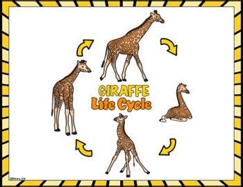 Giraffe Life Cycle Wheel And Labeling Printables In 2024 Life Cycles