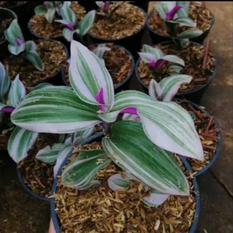 Jual Promo Tanaman Hias Import Tradescantia Nanouk Tanaman Langka