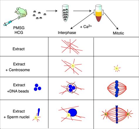 The Mitotic Spindle A Self Made Machine Science