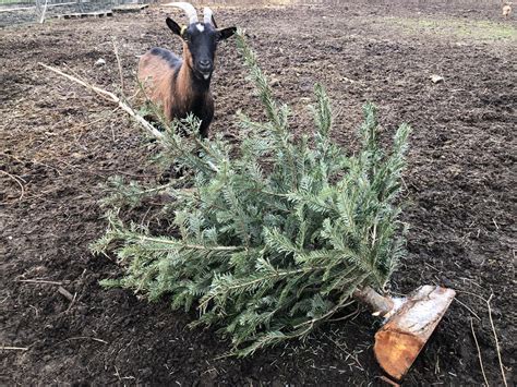 Balancer Son Sapin De No L Aux Ch Vres Et Aux Nes Bonne Ou Mauvaise