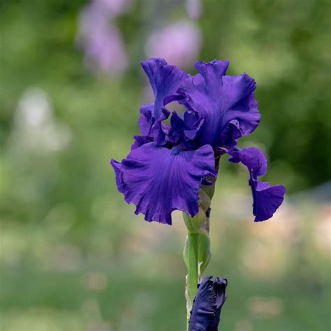 Photo Of The Bloom Of Tall Bearded Iris Iris Florentine Velvet