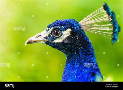 Portrait Of Male Indian Peafowl Pavo Cristatus Stock Photo Alamy