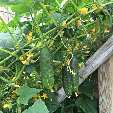 Seeds Cucumber Bush Gherkin Pickling Vegetable Organic