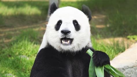 9 interesantes datos sobre los pandas gigantes que te sorprenderán y