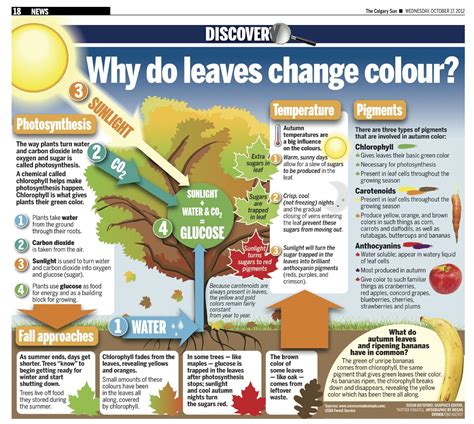 Science Behind Leaves Changing Color