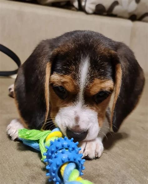 Beagle tricolor pui din părinți cu pedigree Bucuresti Sectorul 1 OLX ro