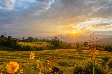 Sunlight Ray Shining On Beautiful Rice Terraces Stock Image Image Of