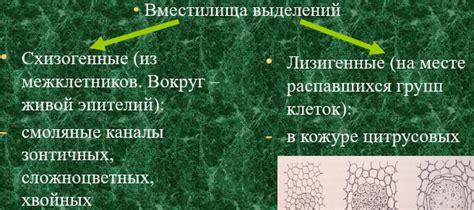 3.Абсорбционные: