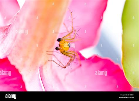 Ara A De Patas Largas Y Flores Rosadas En El Verde De La Naturaleza O