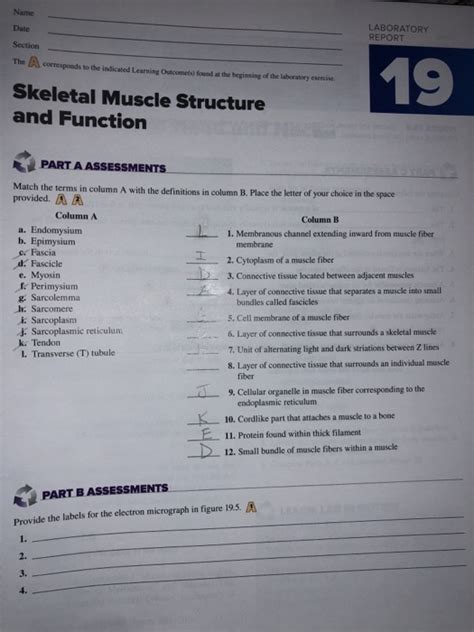 Solved skeletal muscle structure and function match the | Chegg.com 