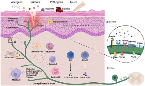 Frontiers In Vitro Models For Investigating Itch