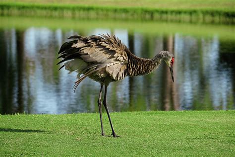 Sandhill Crane With Ruffled Feathers Looking Down Photograph By Anthony