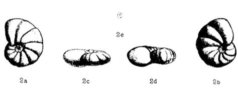 Nonionella Insecta Unknown None Eocene Paleogene Foraminifera