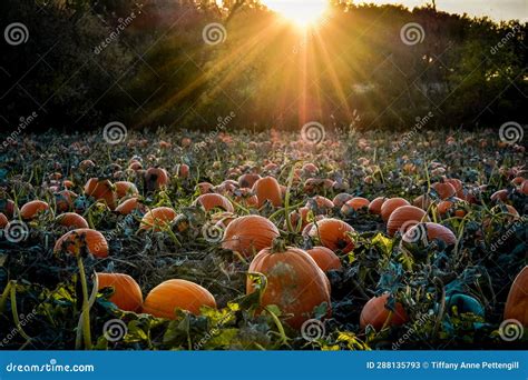 Pumpkin Patch at Sunset on a Crisp Fall Day Stock Image - Image of produce, sunshine: 288135793