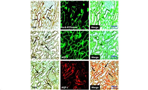 Representative Photomicrographs Of Double Immunofluorescent Staining