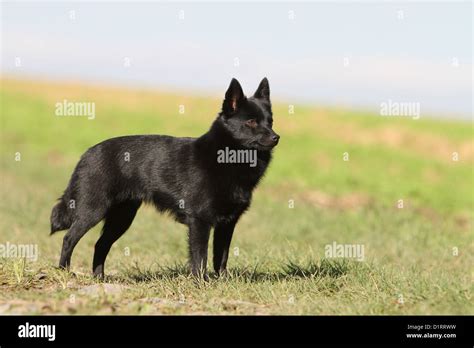 Dog Schipperke Adult Standard Profile Stock Photo Alamy