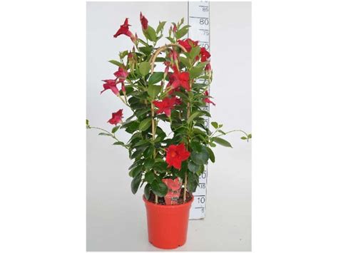 Dipladenia Mandevilla Rio Doppelbogen Topf Ø 17 cm kaufen bei OBI