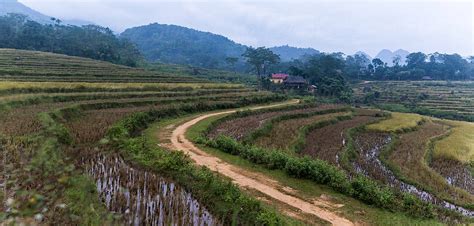 Panorama Of A Trail To A Farmhouse In Rice Fields By Stocksy