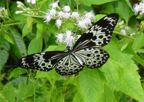 Insect Butterfly Entomology Free Photo On Pixabay Pixabay