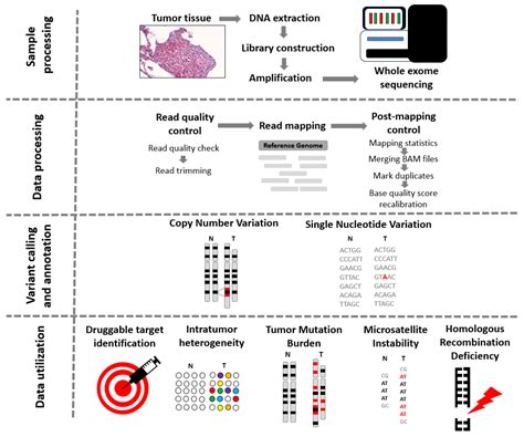 Cancers Free Full Text Comprehensive Outline Of Whole Exome