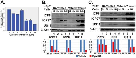 GA Inhibits HSV 1 Replication By Inhibition Of Viral Protein Synthesis