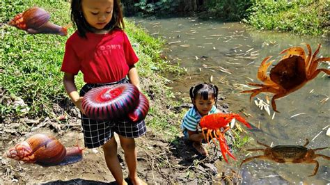 Berburu Hewan Lucu Di Sawah Kepiting Kaki Seribu Kelomang Bekicot